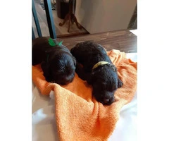 8 F1 Cockapoo puppies for sale - 9