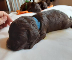 8 F1 Cockapoo puppies for sale in Clemson, South Carolina - Puppies for Sale Near Me