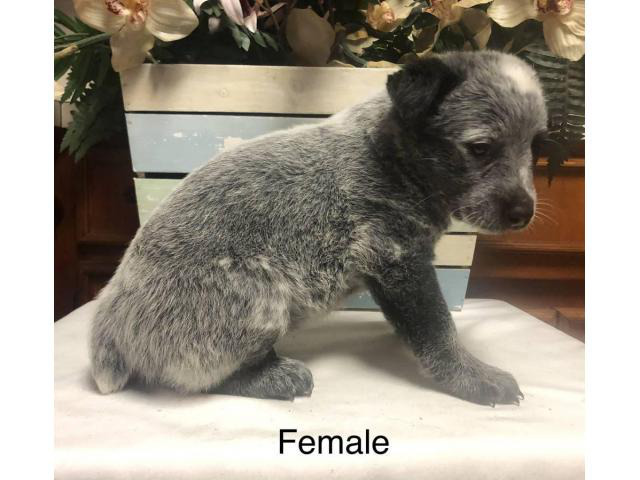 3 Blue Heeler puppies need a gret home in Morgan, Georgia - Puppies for