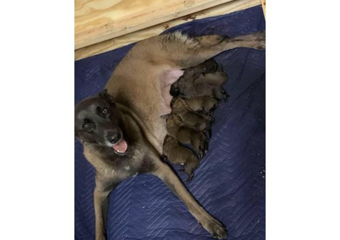 Belgain Malinois Puppies