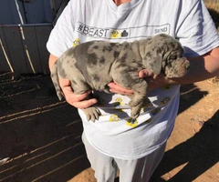 Purebred Catahoula puppies up for sale.
