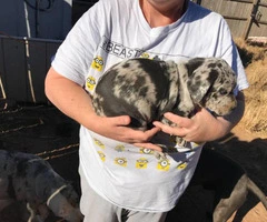 Purebred Catahoula puppies up for sale. - 2