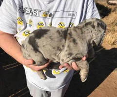 Purebred Catahoula puppies up for sale. - 3