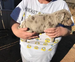Purebred Catahoula puppies up for sale. - 4