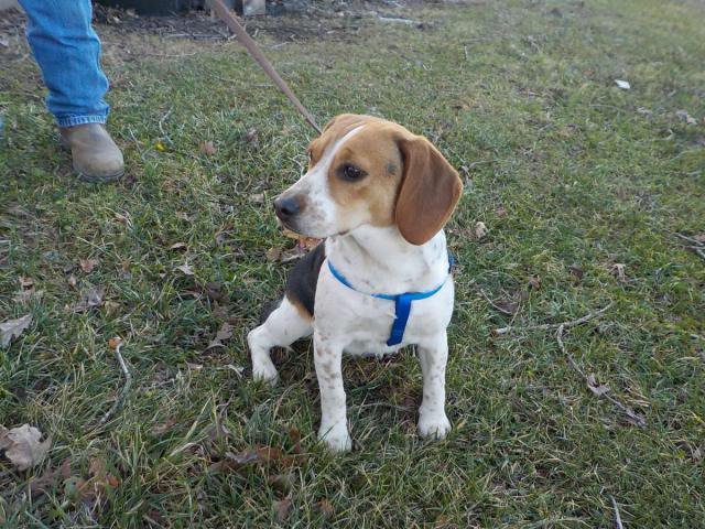 Hunting Beagles For Sale In Missouri