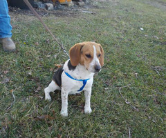 beagle months puppies