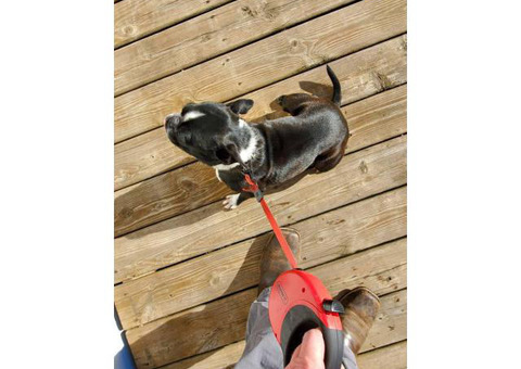 Female Pug /  Boston Terrier Brindle White for Rehoming