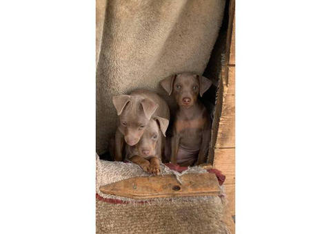 3 Beautiful full blooded Miniature Pinscher puppies for sale
