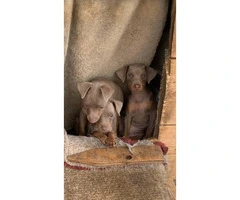 3 Beautiful full blooded Miniature Pinscher puppies for sale