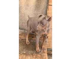 3 Beautiful full blooded Miniature Pinscher puppies for sale - 2