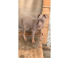 3 Beautiful full blooded Miniature Pinscher puppies for sale - 3