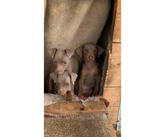 3 Beautiful full blooded Miniature Pinscher puppies for sale - 4
