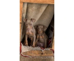 3 Beautiful full blooded Miniature Pinscher puppies for sale - 5
