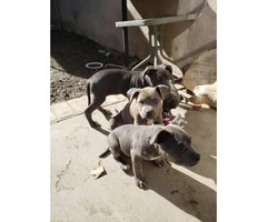 Six American Bully pups up for Sale