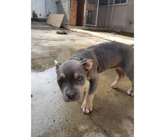 Six American Bully pups up for Sale - 2