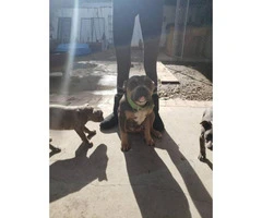 Six American Bully pups up for Sale - 3