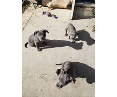 Six American Bully pups up for Sale - 4