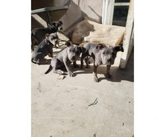Six American Bully pups up for Sale - 6