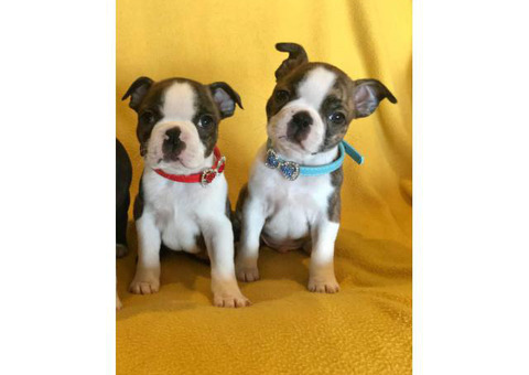 Two Male AKC Boston Terrier puppies looking for loving home
