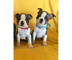 Two Male AKC Boston Terrier puppies looking for loving home