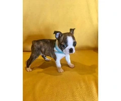 Two Male AKC Boston Terrier puppies looking for loving home - 3