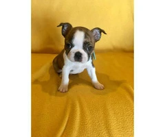 Two Male AKC Boston Terrier puppies looking for loving home - 4
