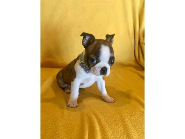 Two Male AKC Boston Terrier puppies looking for loving