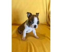 Two Male AKC Boston Terrier puppies looking for loving home - 5