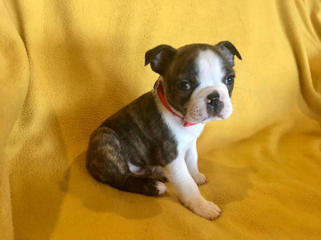 Two Male AKC Boston Terrier puppies looking for loving