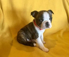 Two Male AKC Boston Terrier puppies looking for loving home - 6