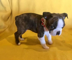 Two Male AKC Boston Terrier puppies looking for loving home - 7