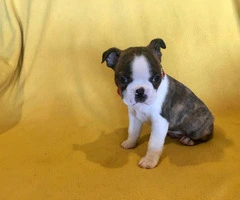 Two Male AKC Boston Terrier puppies looking for loving home - 8