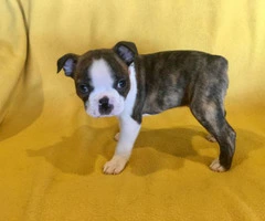 Two Male AKC Boston Terrier puppies looking for loving home - 9