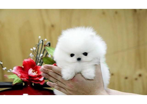 Awesome white pomeranian puppies for adoption