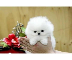 Awesome white pomeranian puppies for adoption - 1