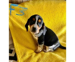 Black and tan Bluetick Coonhound pups - 3
