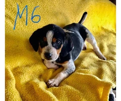 Black and tan Bluetick Coonhound pups - 6