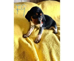Black and tan Bluetick Coonhound pups - 9