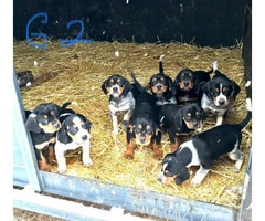 Black and tan Bluetick Coonhound pups - 10
