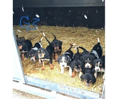 Black and tan Bluetick Coonhound pups - 11