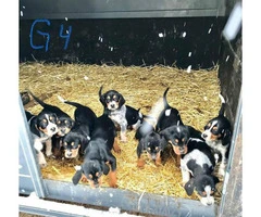 Black and tan Bluetick Coonhound pups - 12