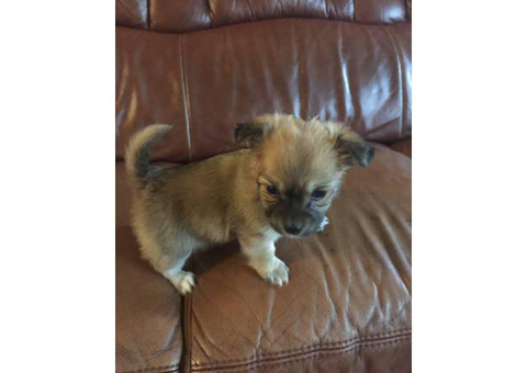 6 weeks old Rat Terrier / Chihuahua puppies