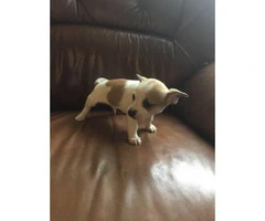 6 weeks old Rat Terrier / Chihuahua puppies - 4