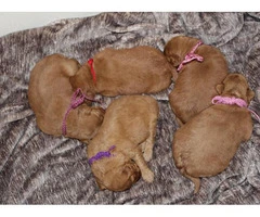 Adorable labradoodle puppies litter