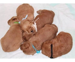 Adorable labradoodle puppies litter - 2