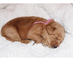 Adorable labradoodle puppies litter - 3