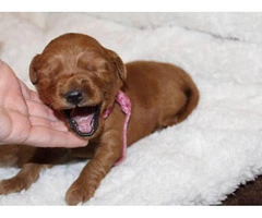 Adorable labradoodle puppies litter - 4
