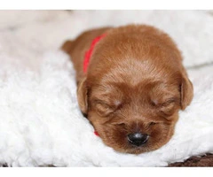 Adorable labradoodle puppies litter - 7