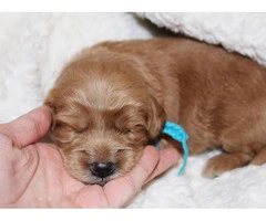 Adorable labradoodle puppies litter - 8