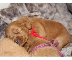 Adorable labradoodle puppies litter - 10